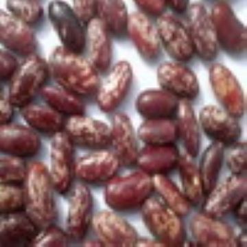 Purple Speckled Kidney Beans,Red Speckled Kidney Beans